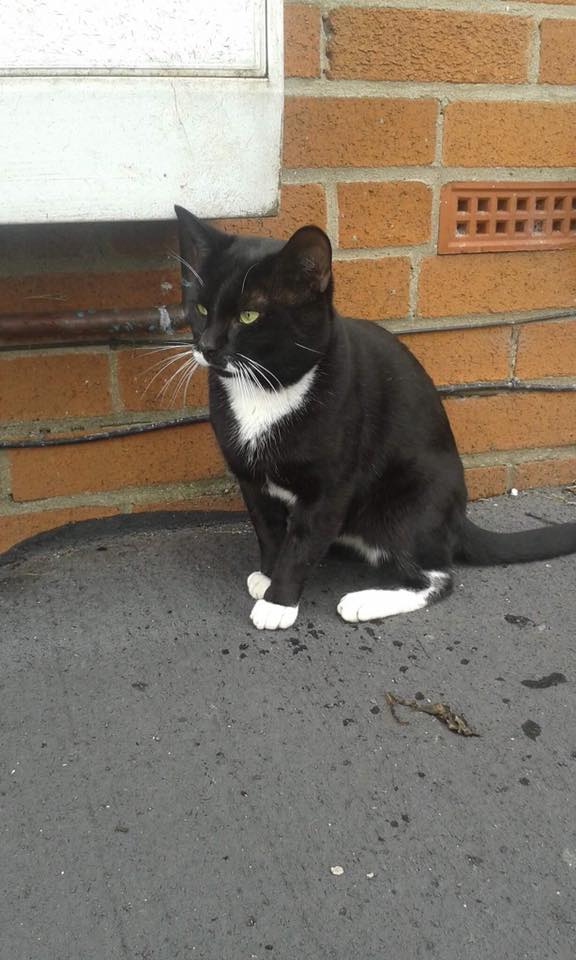 Missing – 8th April – Bedminster  – male black and white cat