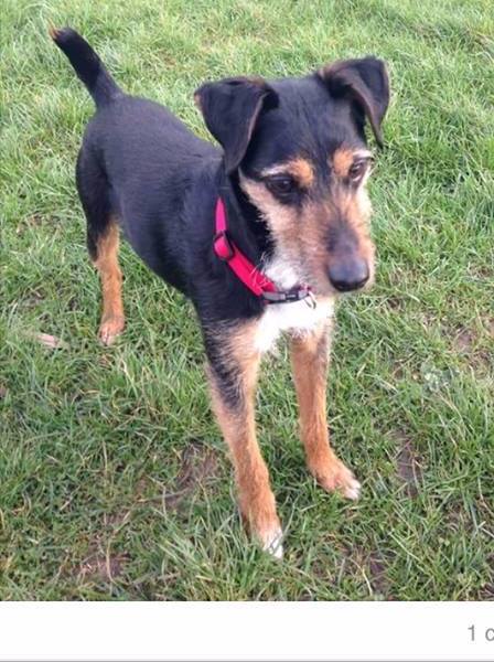 REUNITED 10th April 2017 – 8th April 2017 – Wells Road, Bristol – Male and Microchipped