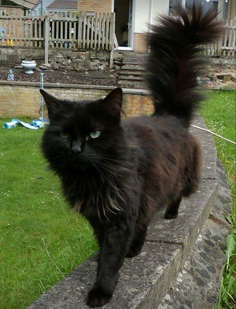 MISSING – May 2017 – Nailsea – Chipped