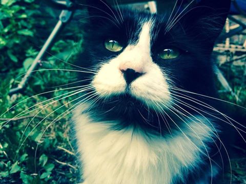 MISSING – 9th May 2016 – FISHPONDS – Chipped and Neutered Male