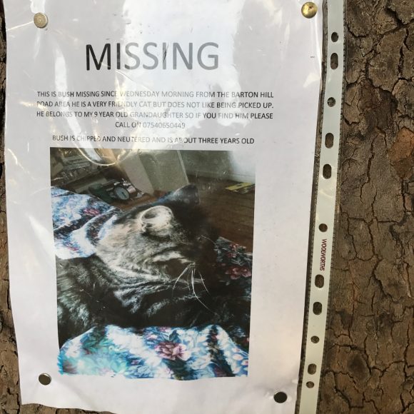 Dark Tabby Male Cat Missing In Barton Hill
