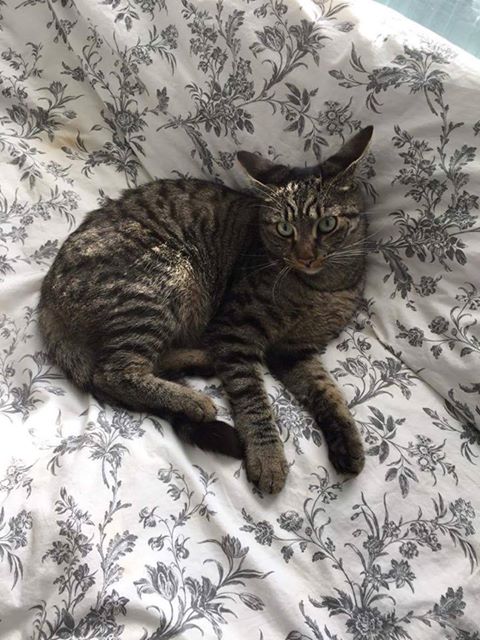 MISSING – 24 April 2016 – Brentry – chipped and neutered