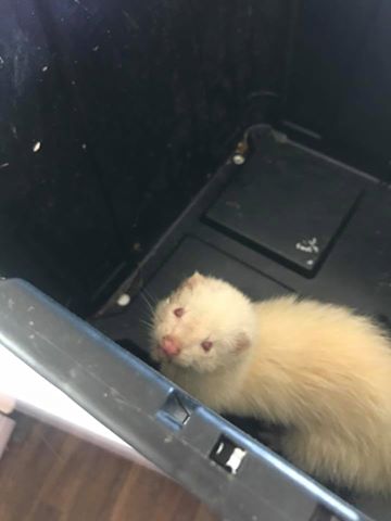 Ferret Found Four Acres area of Withywood