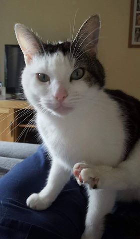 Reunited – 2nd May 2017 – MISSING – 30th April 2017 – Yate – male – chipped