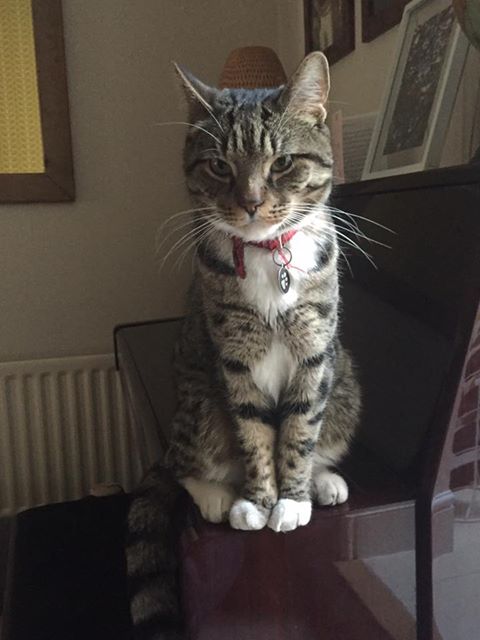 REUNITED – 13th May 2017 – MISSING – 11th May 2017 – St Annes – male – chipped and neutered