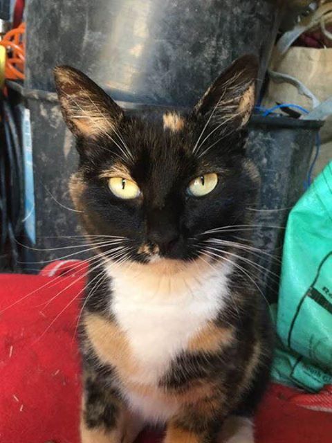 MISSING – 24th December 2016 – Missing female cat, dyers lane iron Acton