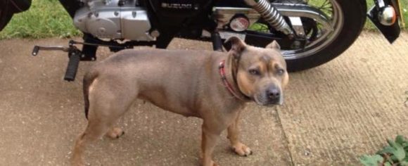 Missing Dog Yate Chipped