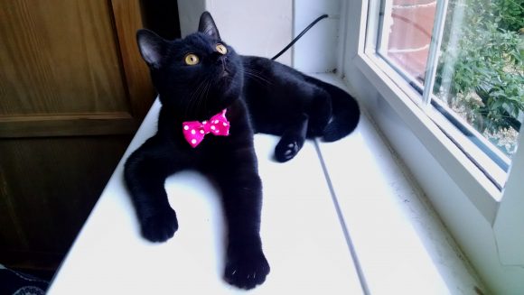 Reunited Black cat missing from Redfield, Bristol, BS5 pink collar + bowtie + bell
