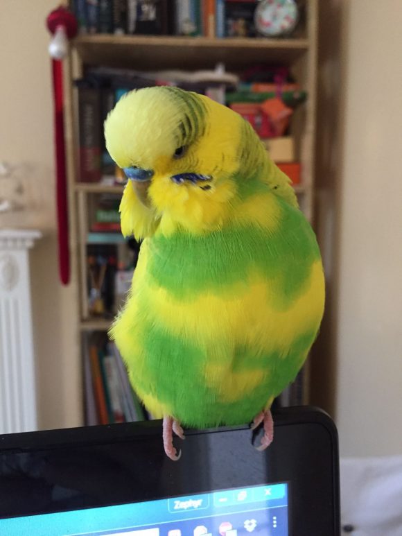 Lost Budgie.