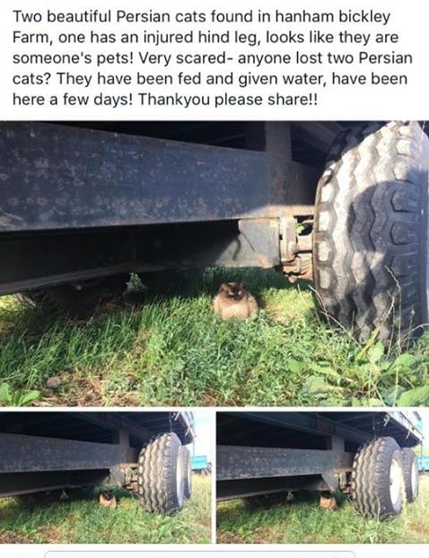 Found 2 cats – Hanham – July 2017