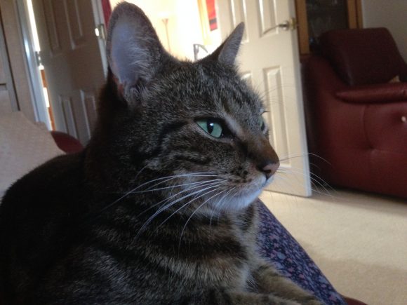 Reunited  Missing tabby cat near Pen Park Road Southmead