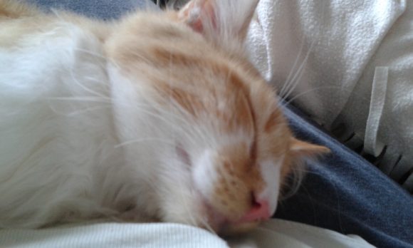 Ginger and white cat found