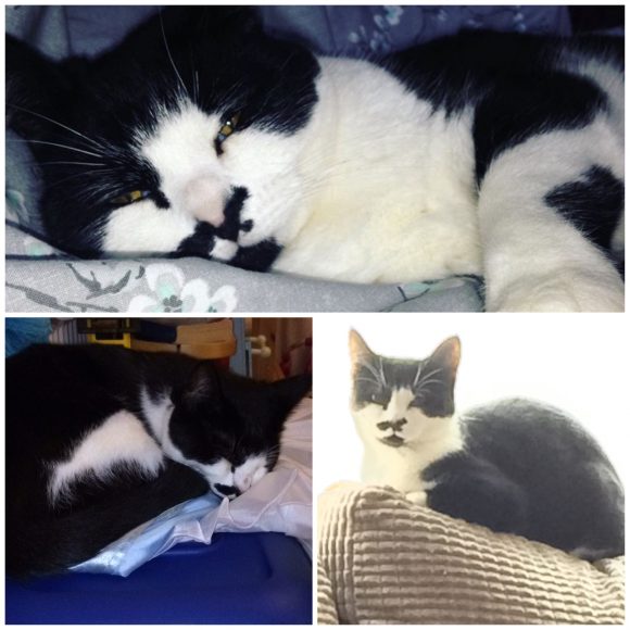 Missing black and white cat