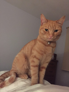 Missing ginger cat in Easton/ BS5/ Stapleton Road area- Aiko