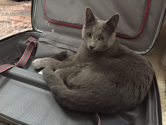 Missing grey cat