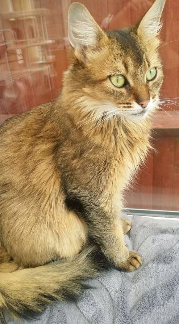 REUNITED Missing Somali Cat in Bromley Heath/ Downend