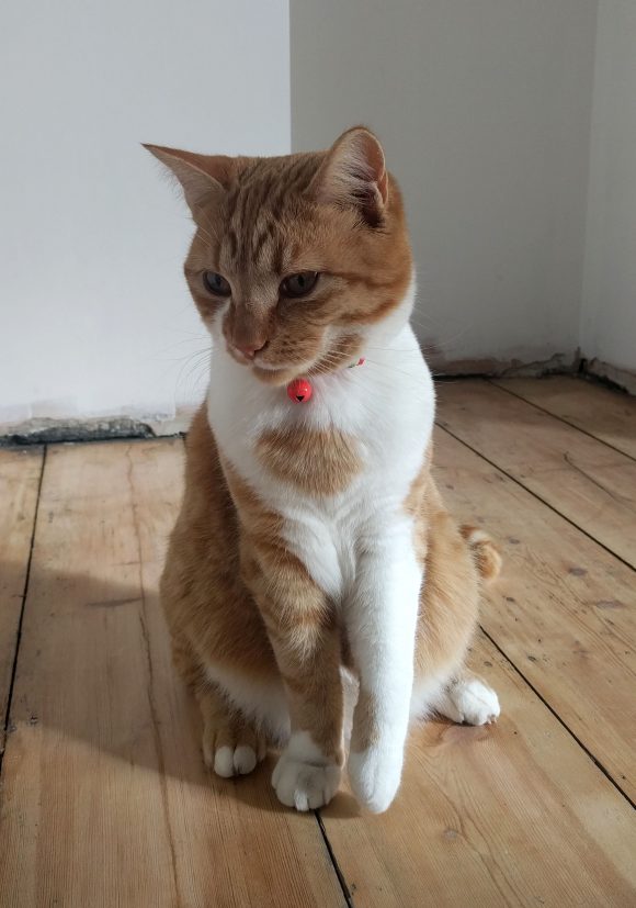 Returned Cat, Nugget: Redcatch Road, Knowle