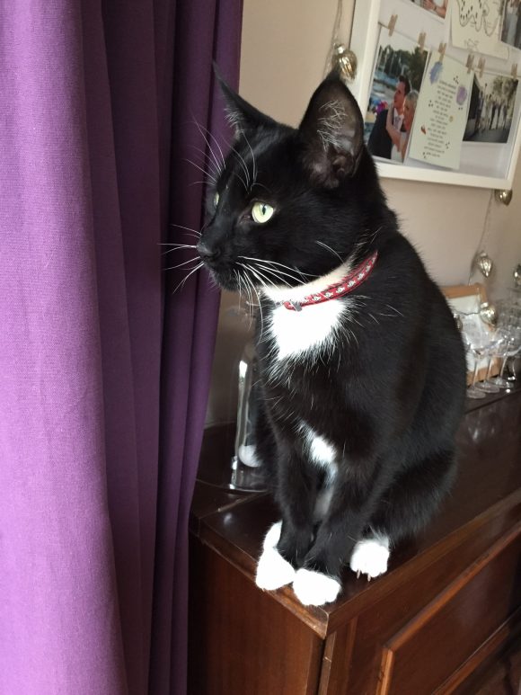 Missing black and white cat – Clifton