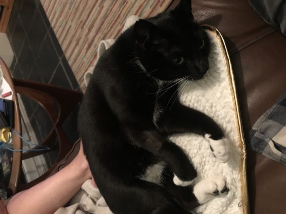 Cat lost in St Werburghs area. His name is smudge and he went walkabout and hasn’t returned. He is a much loved member of the family. If you have found him or think you may have seen him please let me know. He is chipped and registered to us so hopefully he’ll be back with us soon.
