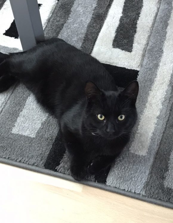 Missing all black young cat
