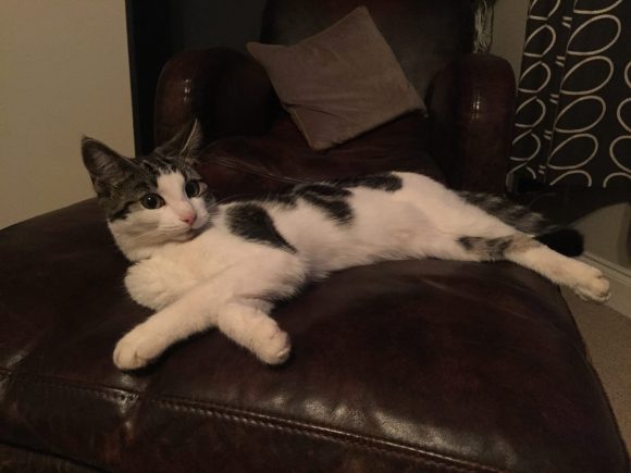 Missing – White & Black Tabby Girl Cat Small 9 Months Old