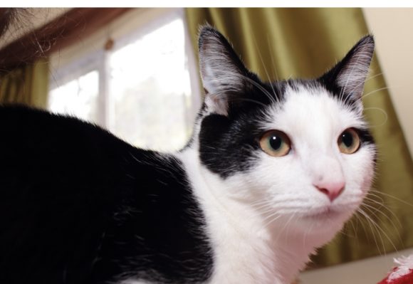 Lost black & white cat called Simba Emerson way, Emerson’s green area. 2 y/o, no collar. Likes to hide please help us out by searching gardens, garages and sheds. If you see him please call George ASAP on 07525355532. Thanks