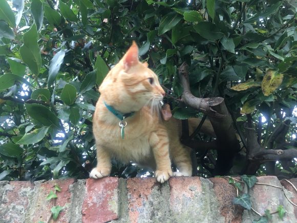 Lost Ginger male cat – Montpelier