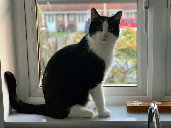 Missing Black and White male cat
