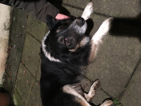 Collie type male found on Badminton Road between Coalpit Heath and Yate