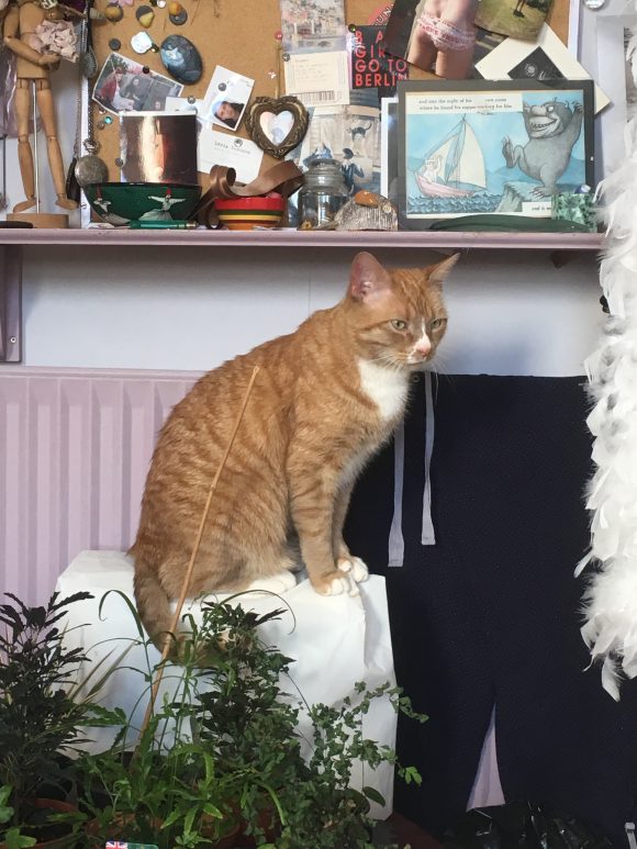 Missing ginger and white large male cat, Easton