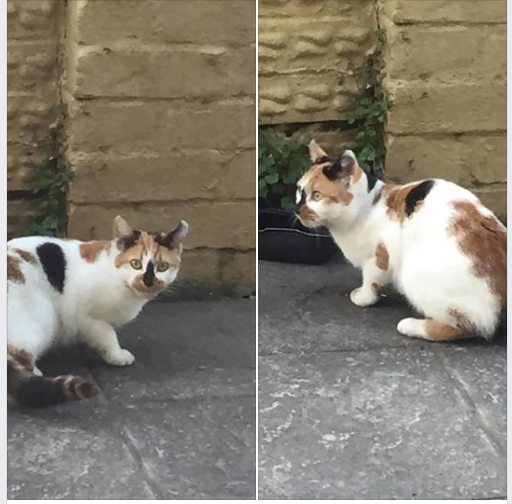 Cat found in Soundwell Road, Kingswood