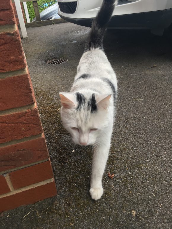 REUNITED …   Found – White and black medium-haired cat in BS30