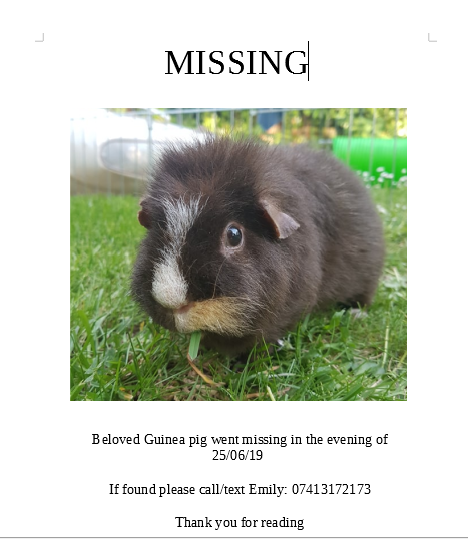 Missing Guinea Pig Bishopston, Bristol