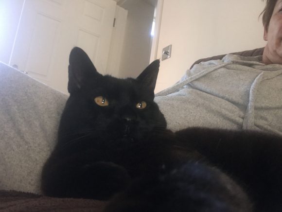 Missing from Hambrook large black cat