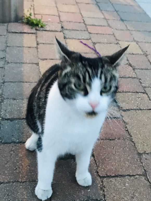 Found – white and black cat , near bristol county ground in BS7
