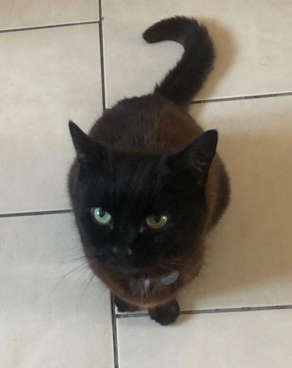 Shes bene found! – Nancy, black/auburn cat from Gatcombe Drive