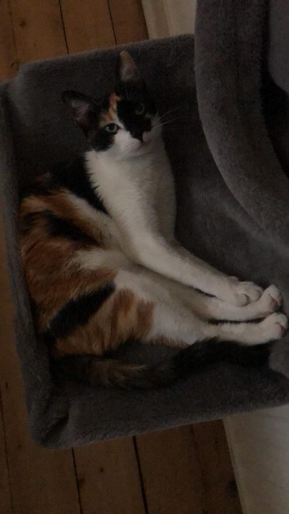 Missing 2 year old Calico cat in BS3