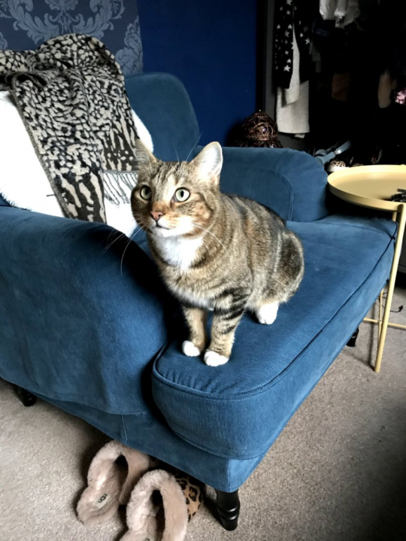Male tabby with white chest and socks, went missing yesterday in the Filton area of Bristol.