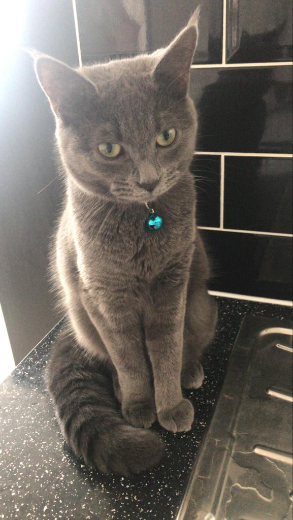 Missing Cat – Grey British Shorthair called Ziggy