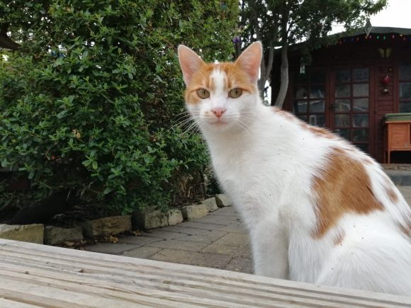 Missing Cat – Ginger and White Male