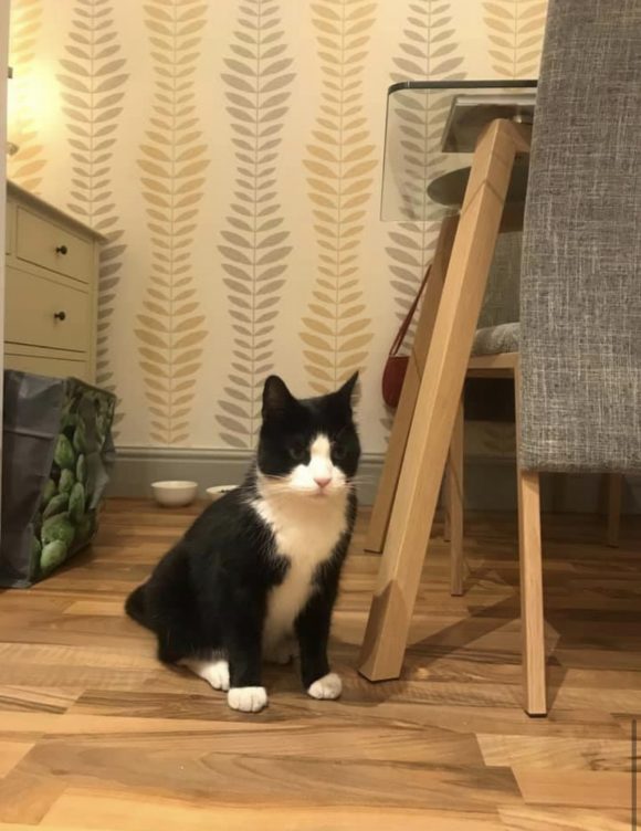 LOST cat Cromwell Road, BS6 – Black and white with yellow collar