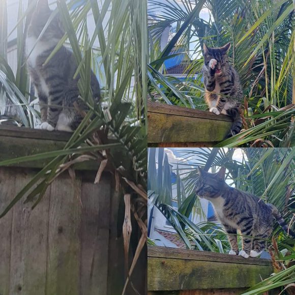 Missing 1 year old male Tabby white socks and chest