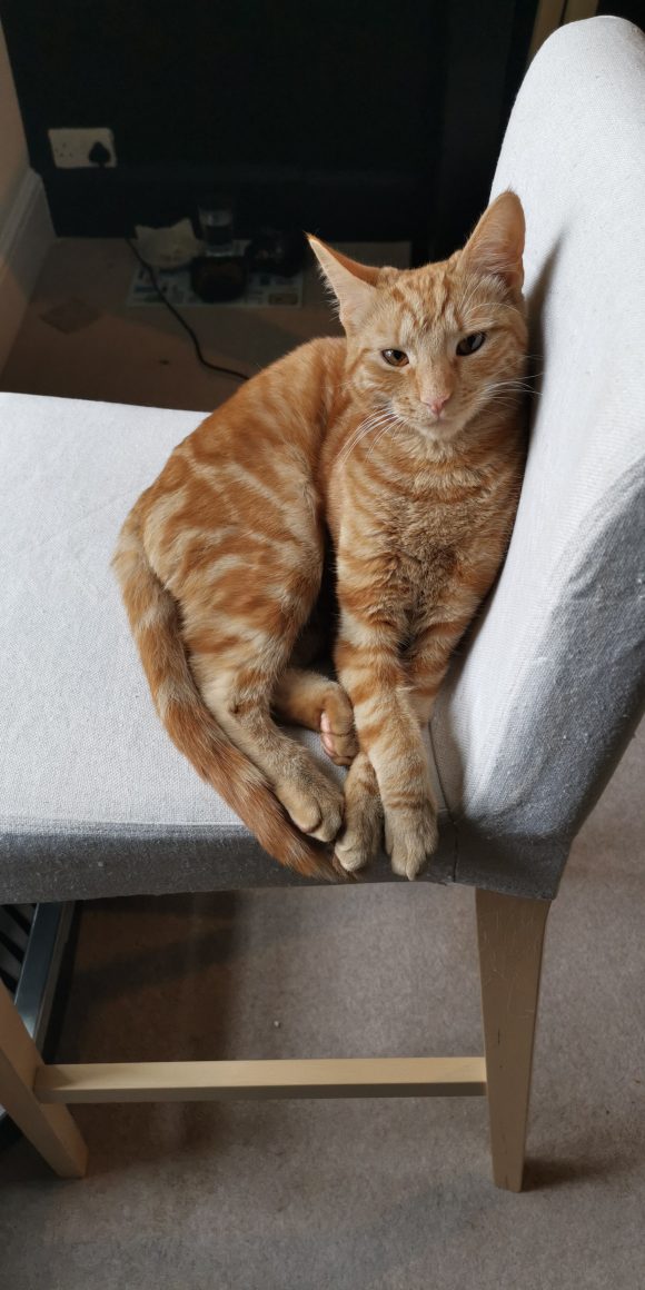 NOW FOUND THANK YOU – Ginger 9 month in Southville