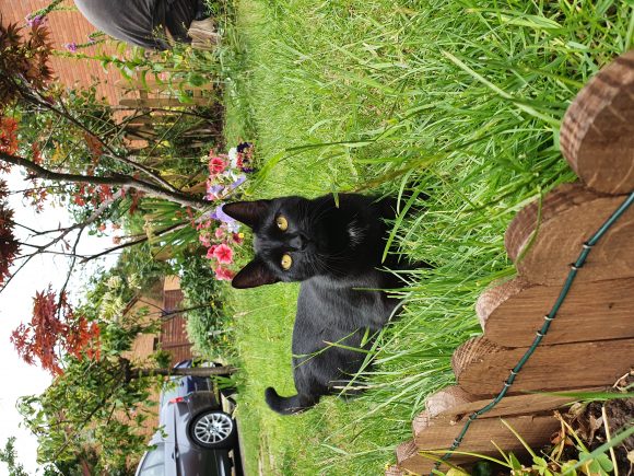 Missing black cat in Oldland