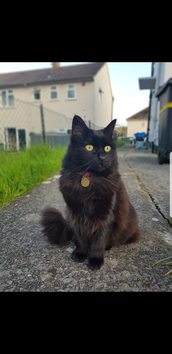 Black cat missing in Highridge Bs13