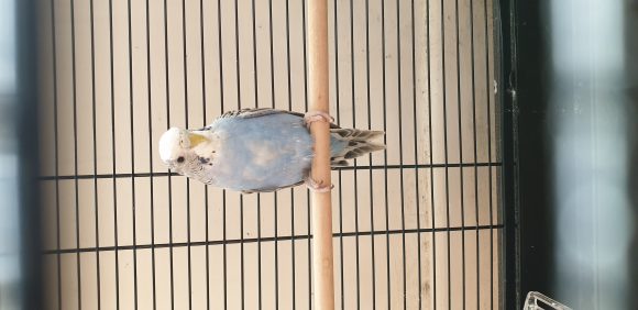 Lost budgie