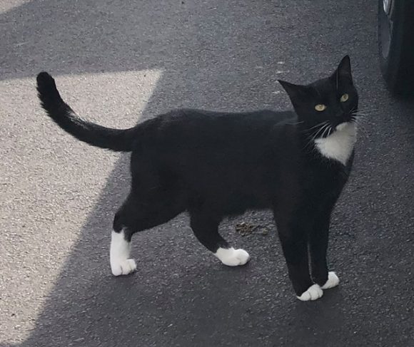 * LOST CAT * Rocky – Missing since 7/9/2020 – Please check your sheds, garages and out buildings! If seen please call 07970 100 009