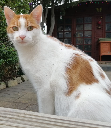 Missing Cat – Ginger and White Male