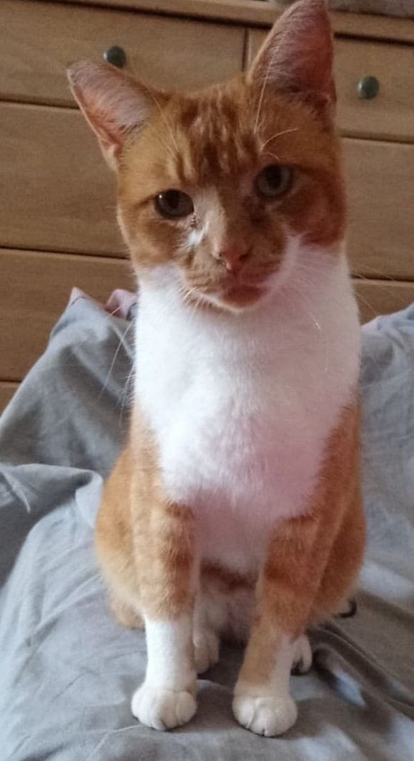 Missing White and Ginger cat, BS7, Northville