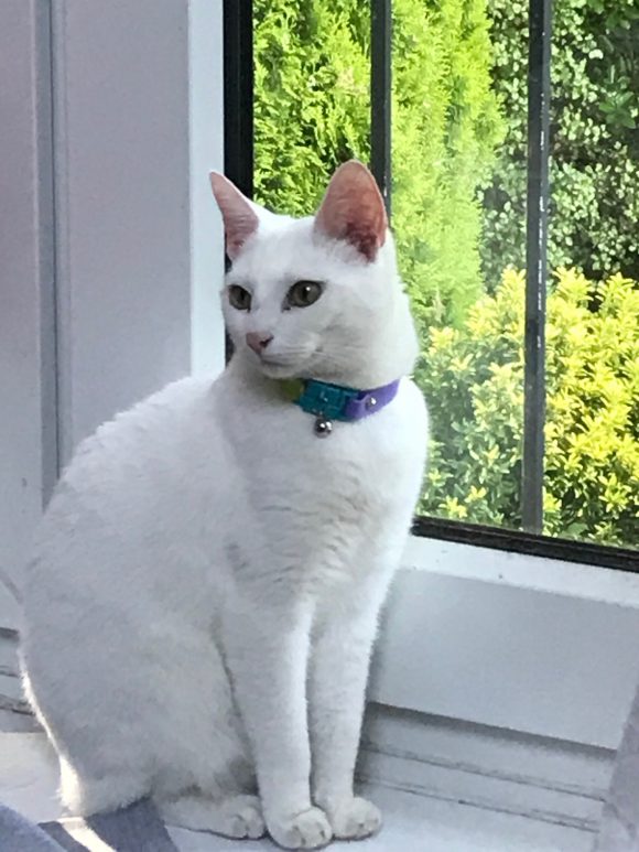 Missing – Small white cat BS9